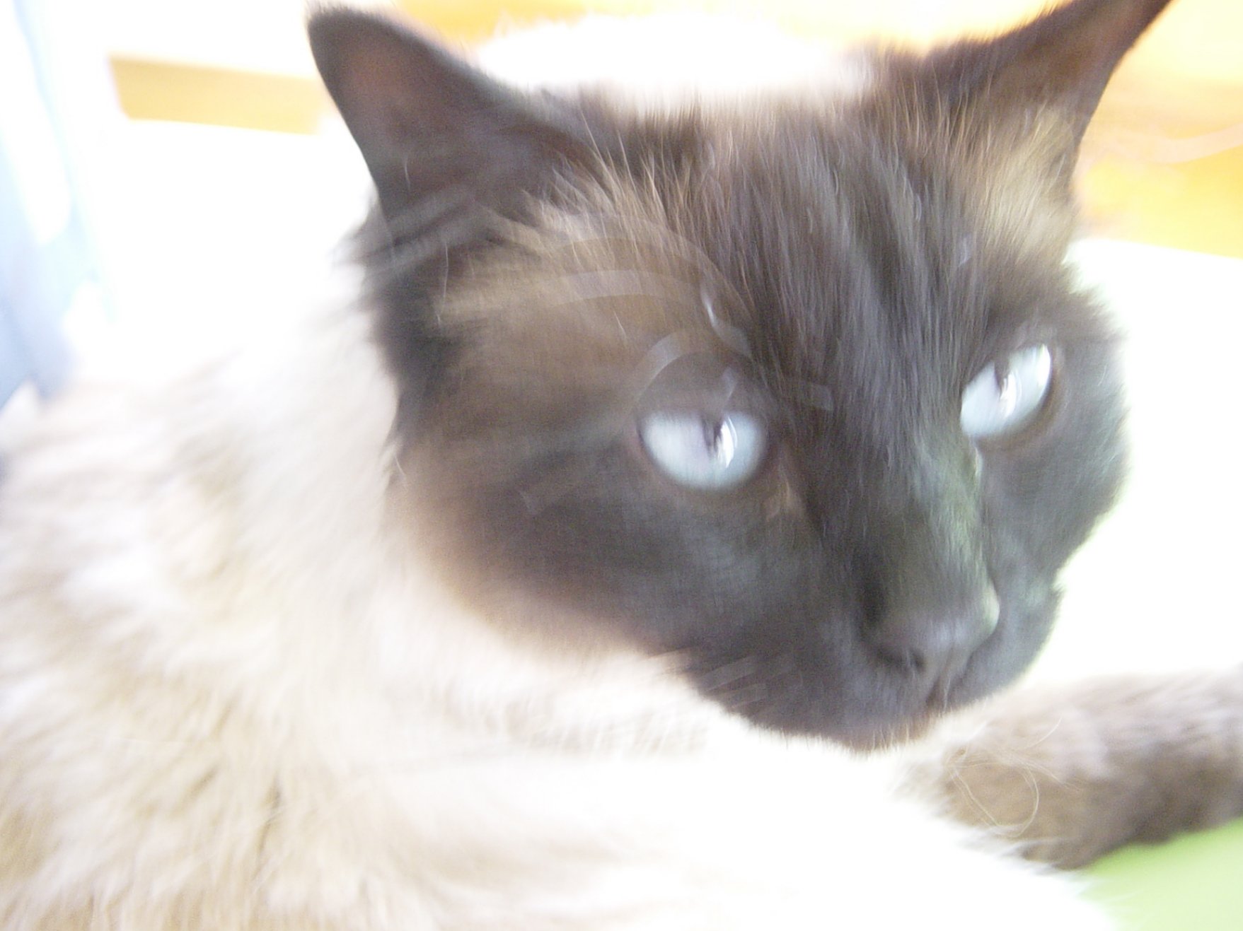 The most recent photo of my Bubsy