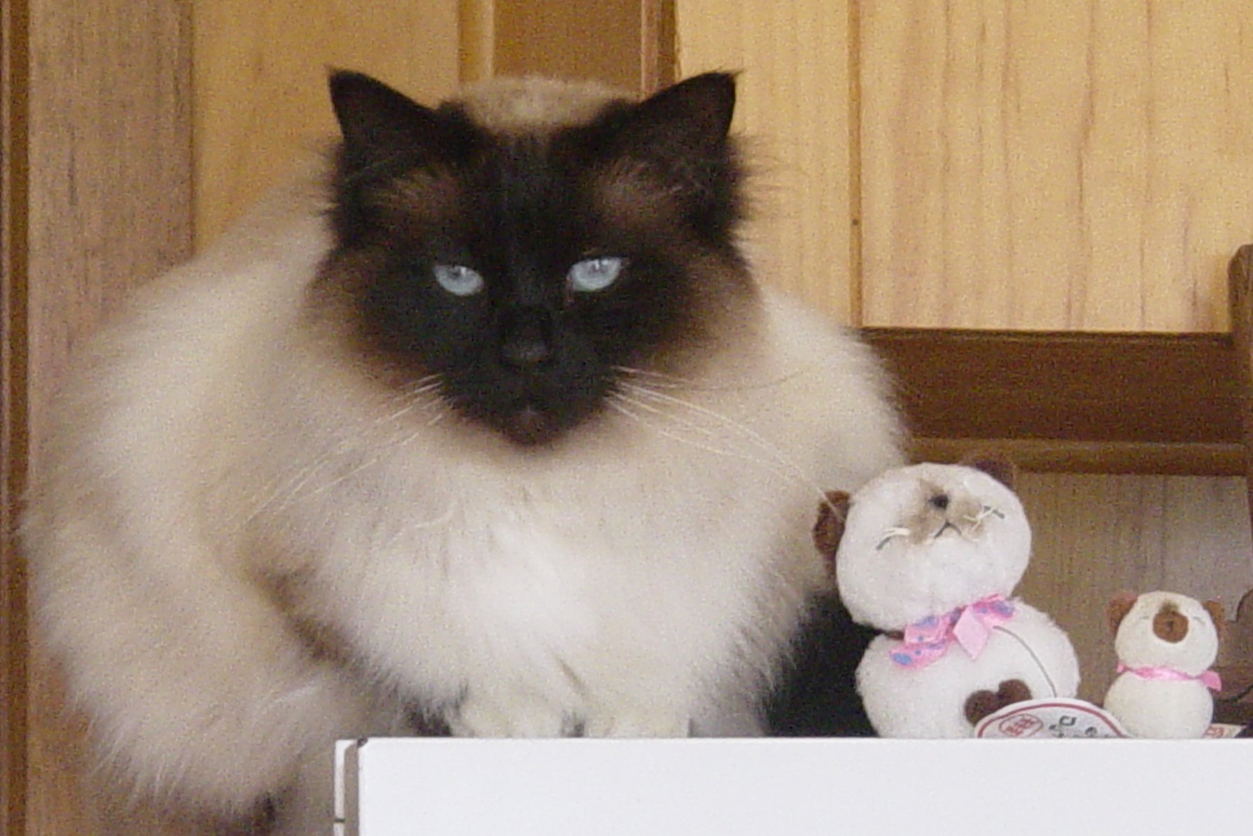Baby with his two identical friends =) aren't they cute!?