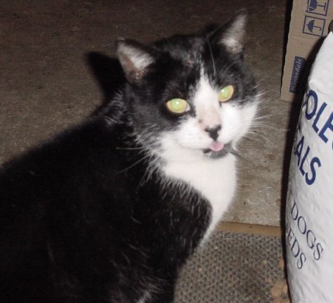Sherroy's Cat, Simba